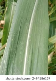Attēlu rezultāti vaicājumam “Zea mays leaf”
