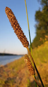 Attēlu rezultāti vaicājumam “Carex riparia”