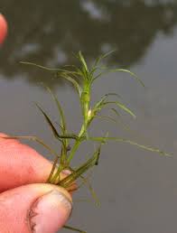 Attēlu rezultāti vaicājumam “Najadaceae”