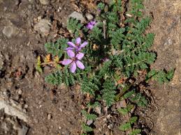 Attēlu rezultāti vaicājumam “Erodium cicutarium”