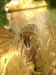 Attēlu rezultāti vaicājumam “Agelena labyrinthica”