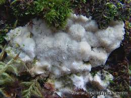 Attēlu rezultāti vaicājumam “Physisporinus vitreus”