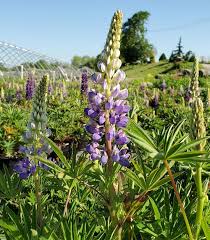 Attēlu rezultāti vaicājumam “Lupinus polyphyllus flower”