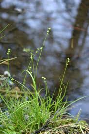 Attēlu rezultāti vaicājumam “Carex loliacea”