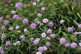 Image result for Iberis amara