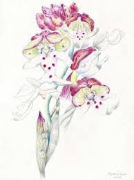 Attēlu rezultāti vaicājumam “Orchis ustulata”