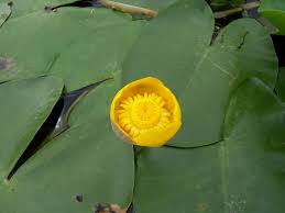 Attēlu rezultāti vaicājumam “Nuphar lutea fruit”