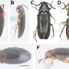 Attēlu rezultāti vaicājumam “Tetratomidae”