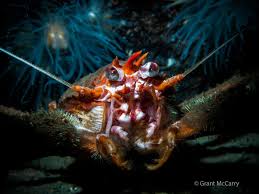 Image result for Chelsea & Fulham Sub-Aqua Club