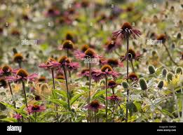 Image result for Echinacea angustifolia