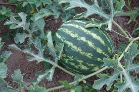 Attēlu rezultāti vaicājumam “Citrullus lanatus leaf”