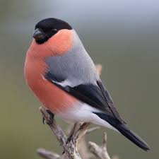 Attēlu rezultāti vaicājumam “Pyrrhula pyrrhula”