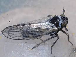 Attēlu rezultāti vaicājumam “Javesella pellucida”