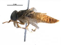 Attēlu rezultāti vaicājumam “Atylotus sp.”