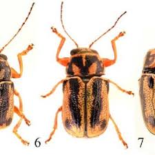 Attēlu rezultāti vaicājumam “Scaphisoma sp.”