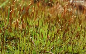 Attēlu rezultāti vaicājumam “Ceratodon purpureus”
