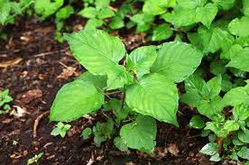 Attēlu rezultāti vaicājumam “Circaea lutetiana leaf”