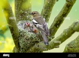 Attēlu rezultāti vaicājumam “Fringilla coelebs nest”