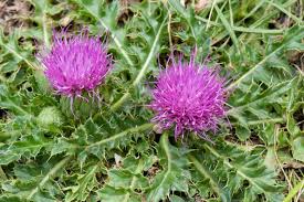 Attēlu rezultāti vaicājumam “Cirsium acaule fruit”