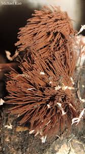 Attēlu rezultāti vaicājumam “Stemonitis marjana spores”