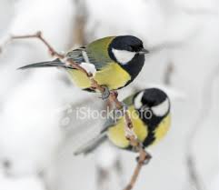 images?q=tbn:ANd9GcSoW-Xzf5nVpabAkke__1mgY_UOBLmaADVhJOB_ST2MT3GOGF5b