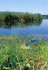 Attēlu rezultāti vaicājumam “Poa palustris leaf”