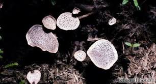 Attēlu rezultāti vaicājumam “Poronia punctata”