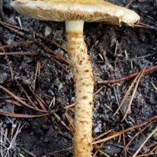 Attēlu rezultāti vaicājumam “Pholiota heteroclita”