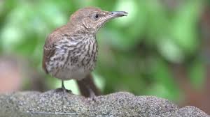 Image result for Toxostoma rufum