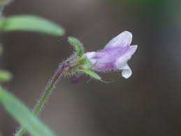 Attēlu rezultāti vaicājumam “Microrrhinum minus leaf”