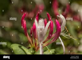 Attēlu rezultāti vaicājumam “Lonicera caprifolium”
