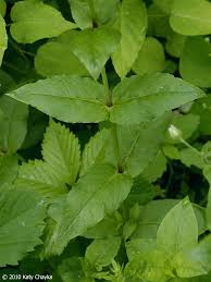 Attēlu rezultāti vaicājumam “Myosoton aquaticum”