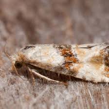 Attēlu rezultāti vaicājumam “Eupoecilia angustana”