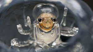 Attēlu rezultāti vaicājumam “Phronia sp.”