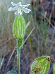 Attēlu rezultāti vaicājumam “Silene tatarica bud”