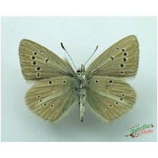 Attēlu rezultāti vaicājumam “Agrodiaetus amandus male”