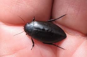 Attēlu rezultāti vaicājumam “Colymbetes paykulli”