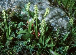 Attēlu rezultāti vaicājumam “Herminium monorchis fruit”