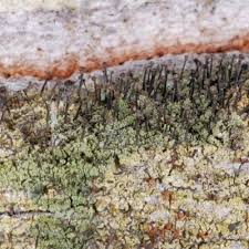 Attēlu rezultāti vaicājumam “Calicium adspersum”