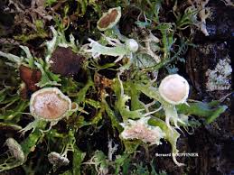 Attēlu rezultāti vaicājumam “Anaptychia ciliaris”