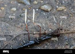 Attēlu rezultāti vaicājumam “Typhula erythropus”