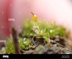 Attēlu rezultāti vaicājumam “Tortula truncata”