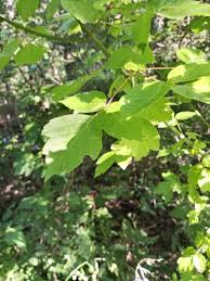 Attēlu rezultāti vaicājumam “Acer negundo leaf”