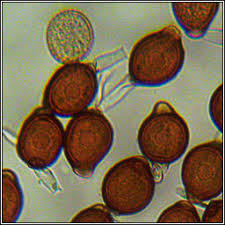 Attēlu rezultāti vaicājumam “Uromyces dactylidis”