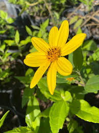 Attēlu rezultāti vaicājumam “Helianthus tuberosus flower”