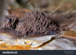 Attēlu rezultāti vaicājumam “Stemonitis fusca stalked”