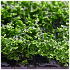 Attēlu rezultāti vaicājumam “Riccardia incurvata”