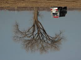 Attēlu rezultāti vaicājumam “Populus x petrowskyana”