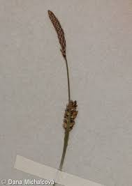 Attēlu rezultāti vaicājumam “Carex panicea”