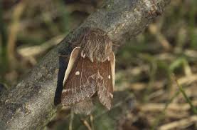 Attēlu rezultāti vaicājumam “Eriogaster lanestris”